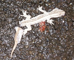 Toropuku inexpectatus