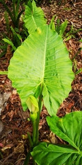 Alocasia