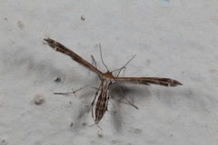 Oxyptilini