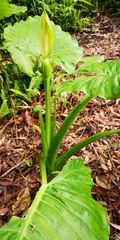 Alocasia