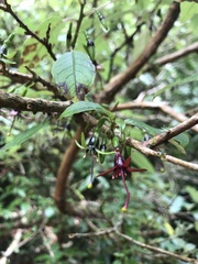 Fuchsia excorticata