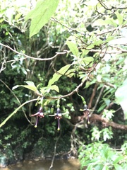 Fuchsia excorticata