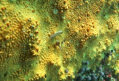 Parablennius laticlavius