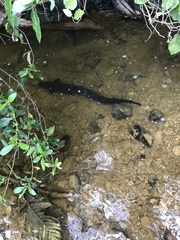 Anguilla dieffenbachii