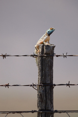 Agama aculeata aculeata