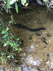 Anguilla dieffenbachii