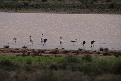 Anthropoides paradiseus