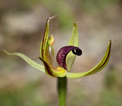 Caladenia leptochila