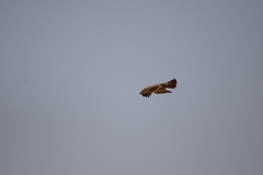 Circaetus pectoralis