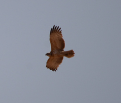 Circaetus pectoralis