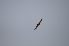 Circaetus pectoralis