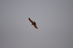 Circaetus pectoralis