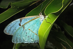 Morpho epistrophus