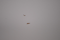 Circaetus pectoralis