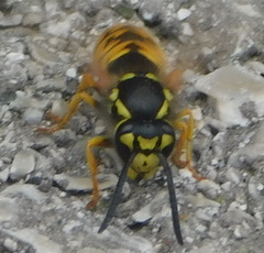 Vespula germanica