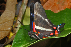 Rhetus periander eleusinus