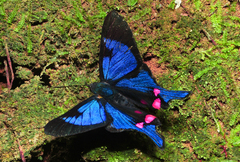 Rhetus periander eleusinus