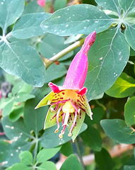 Tropaeolum pentaphyllum