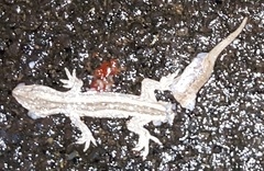 Toropuku inexpectatus