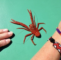 Grimothea planipes