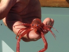 Grimothea planipes