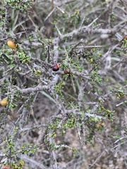 Condalia ericoides