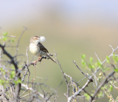 Prinia maculosa