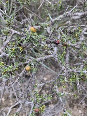 Condalia ericoides