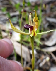 Caladenia leptochila