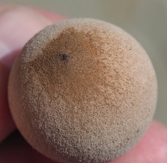 Disholcaspis cinerosa