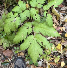 Actaea racemosa