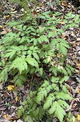 Actaea racemosa