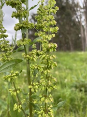 Rumex crispus