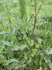 Rumex crispus