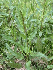 Rumex crispus