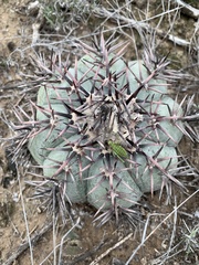 Echinocactus horizonthalonius