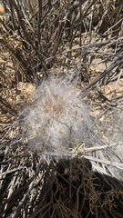 Oreocereus trollii