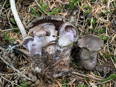 Cortinarius cyanites