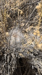Oreocereus trollii