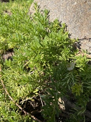Myoporum parvifolium