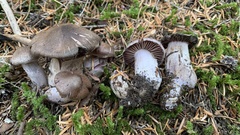 Cortinarius cyanites
