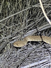 Crotalus ruber