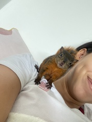 Sciurus granatensis