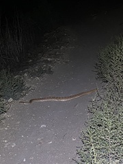 Crotalus ruber