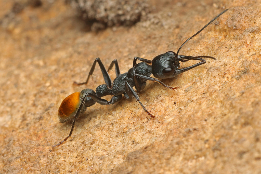 Toothless bull ant