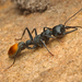 Toothless Bull Ant - Photo no rights reserved, uploaded by Connor Margetts