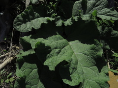 Tracheophyta