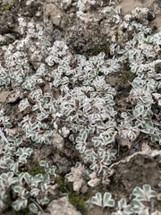 Riccia albida