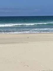 Thinornis cucullatus