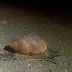 Megalobulimus oblongus